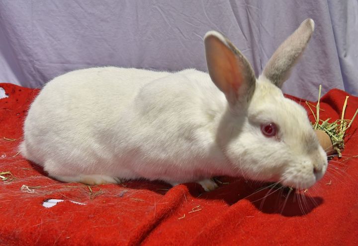 Goal!, an adoptable Bunny Rabbit in East Syracuse, NY_image-2