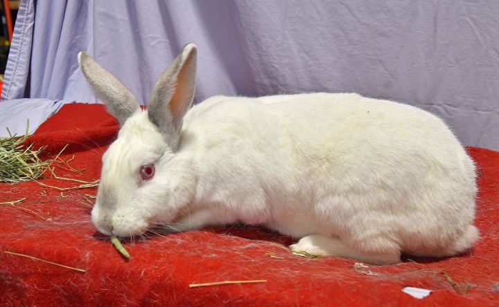 Goal!, an adoptable Bunny Rabbit in East Syracuse, NY_image-3