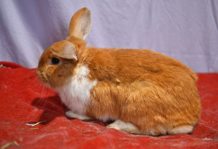 Goodness!, an adoptable Bunny Rabbit in East Syracuse, NY_image-3