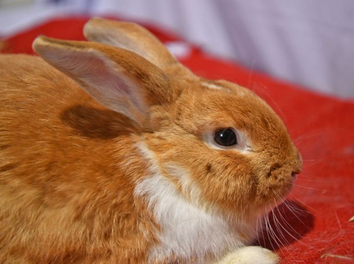 Goodness!, an adoptable Bunny Rabbit in East Syracuse, NY_image-4
