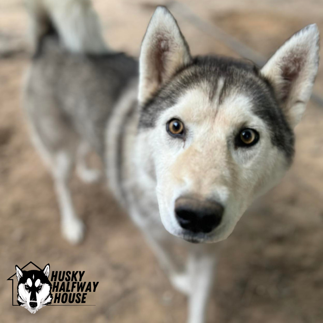 Dakota Jade, an adoptable Husky in Eufaula, OK, 74432 | Photo Image 1