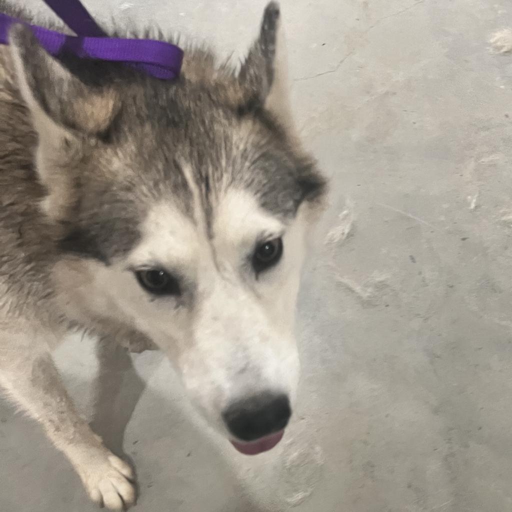 Dakota Jade, an adoptable Husky in Eufaula, OK, 74432 | Photo Image 2