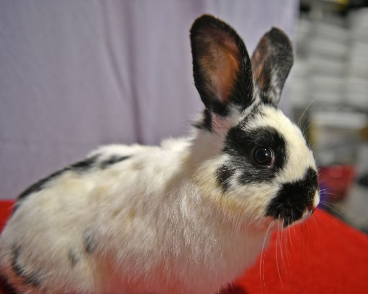 Snowy, an adoptable Bunny Rabbit in East Syracuse, NY_image-5