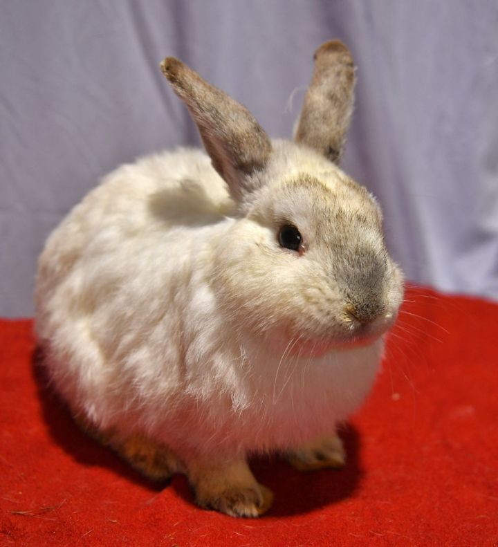 Handsome, an adoptable Bunny Rabbit in East Syracuse, NY_image-1