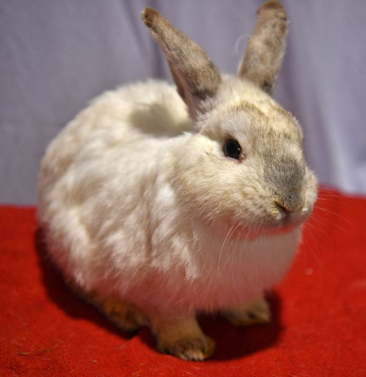 Handsome, an adoptable Bunny Rabbit in East Syracuse, NY_image-2