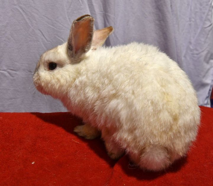 Handsome, an adoptable Bunny Rabbit in East Syracuse, NY_image-3