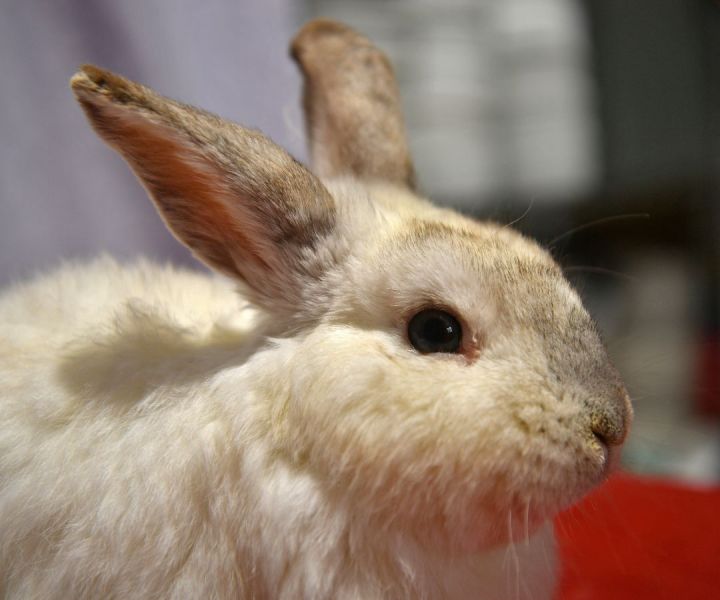 Handsome, an adoptable Bunny Rabbit in East Syracuse, NY_image-4
