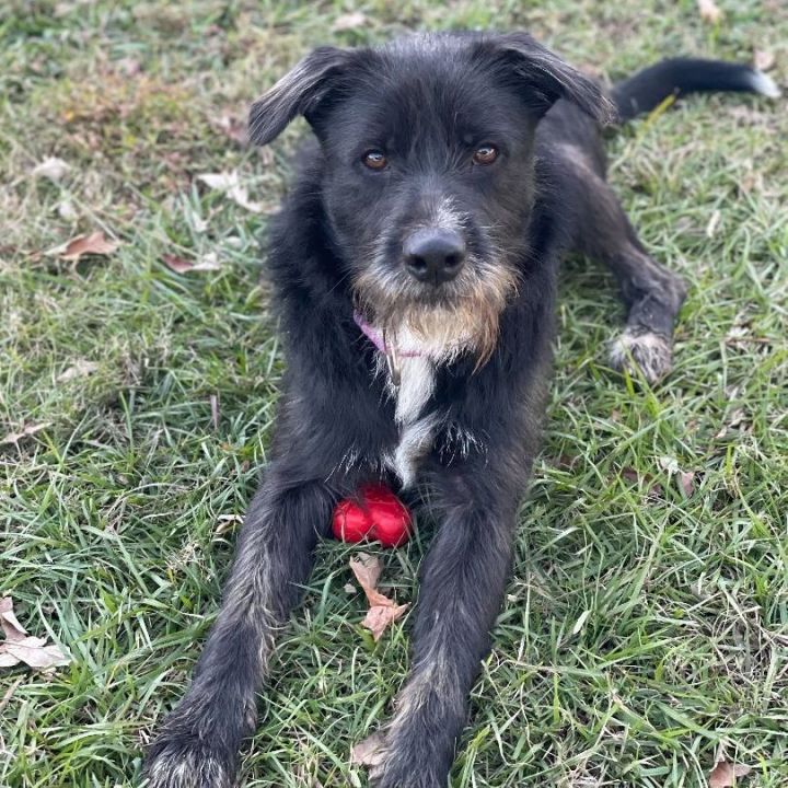 Gerald, an adoptable Wirehaired Terrier Mix in Carencro, LA_image-1