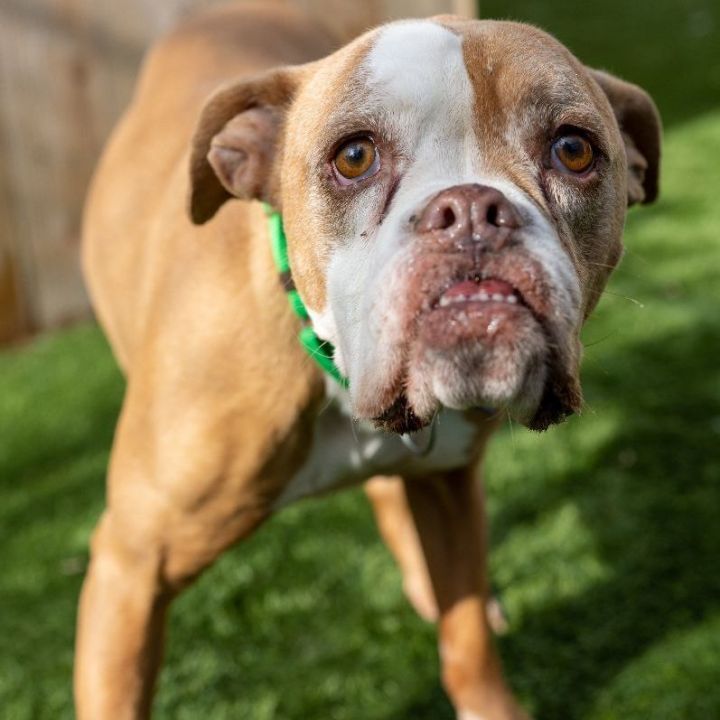 Livy, an adoptable English Bulldog Mix in Naperville, IL_image-4
