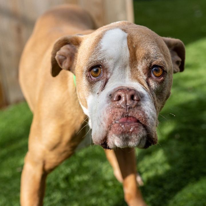 Livy, an adoptable English Bulldog Mix in Naperville, IL_image-5