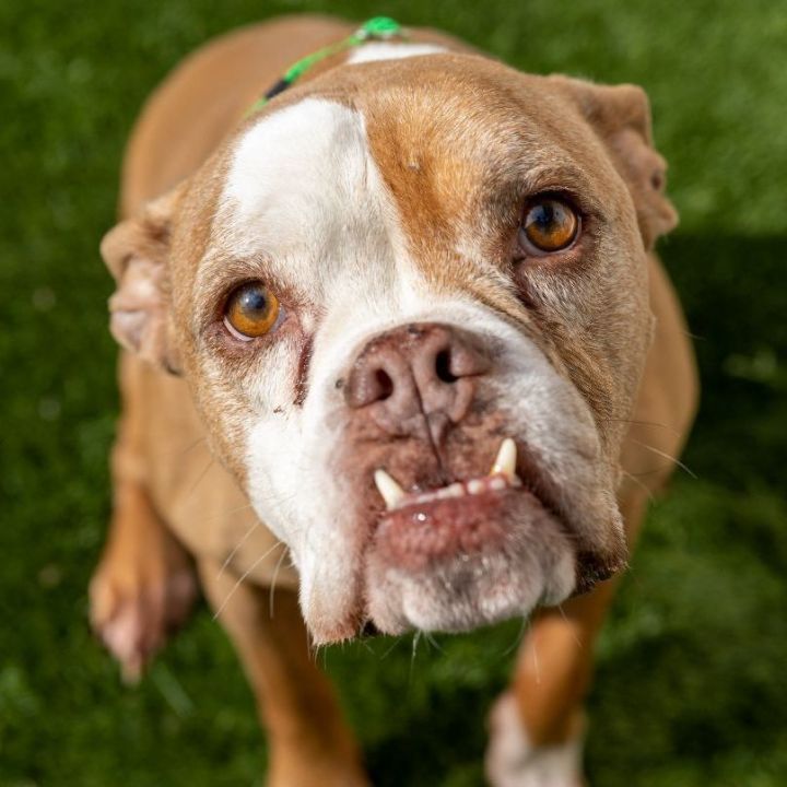 Livy, an adoptable English Bulldog Mix in Naperville, IL_image-6