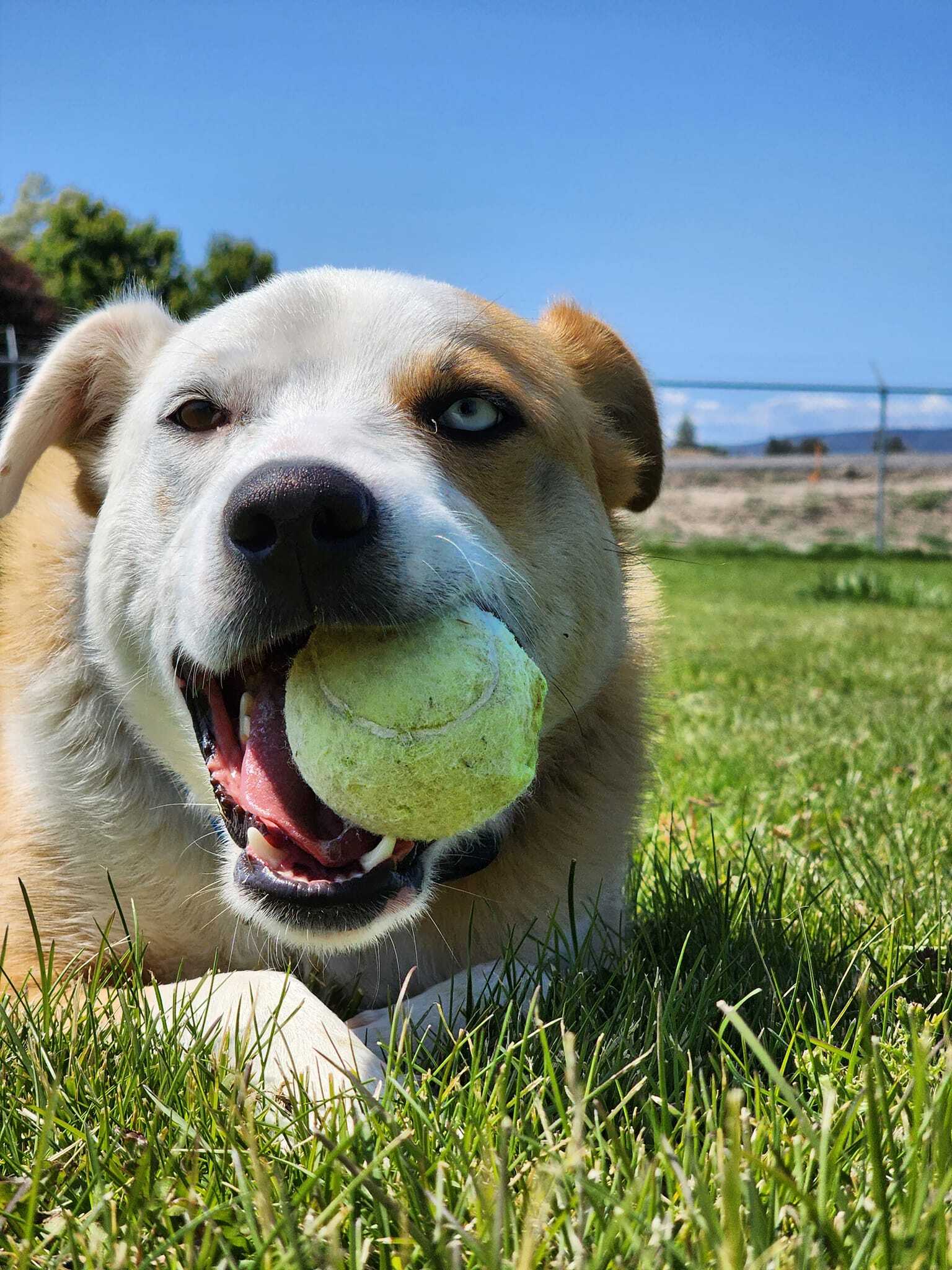 CHUCK NORRIS, an adoptable Australian Cattle Dog / Blue Heeler in Prineville, OR, 97754 | Photo Image 6