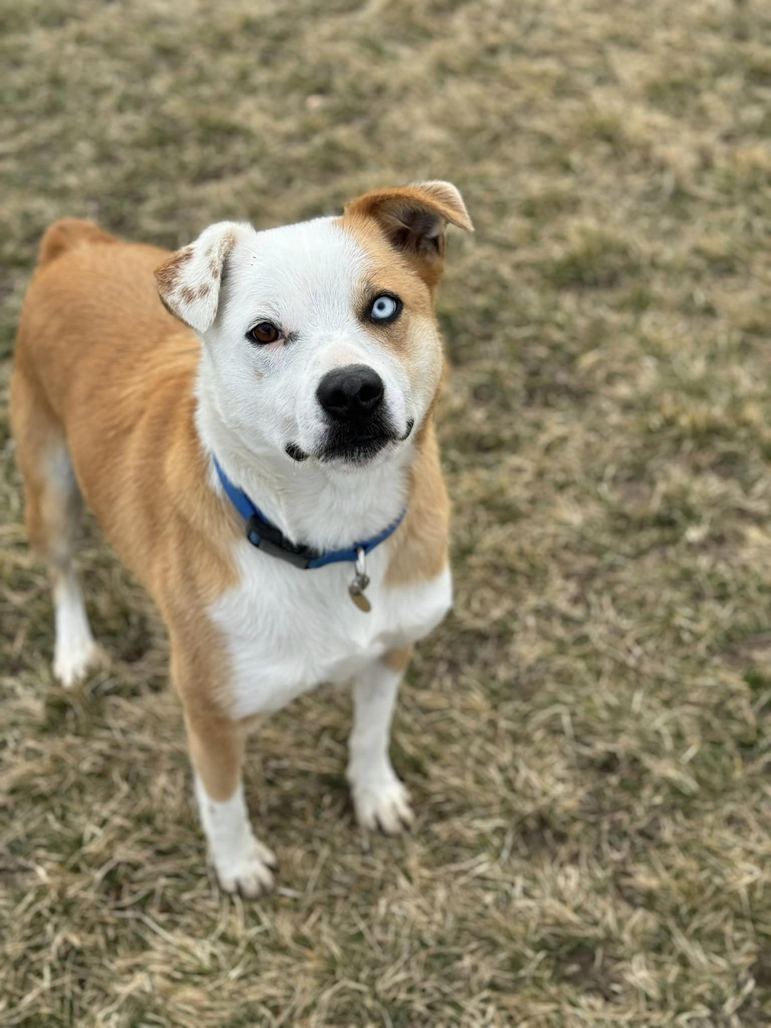 CHUCK NORRIS, an adoptable Australian Cattle Dog / Blue Heeler in Prineville, OR, 97754 | Photo Image 6