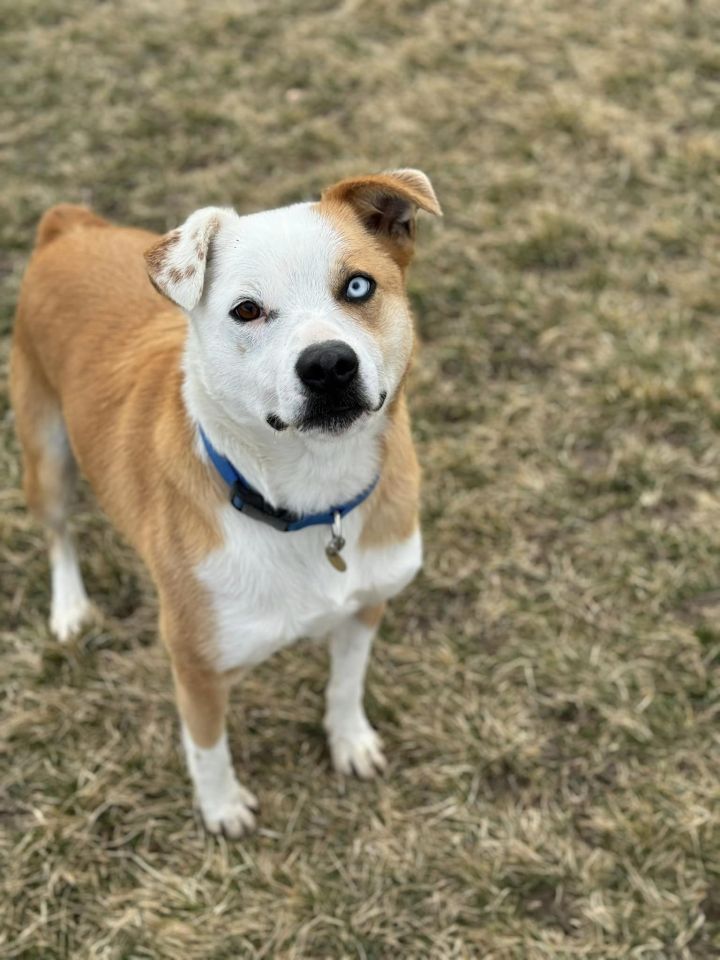 CHUCK NORRIS, an adoptable Australian Cattle Dog / Blue Heeler Mix in Prineville, OR_image-6