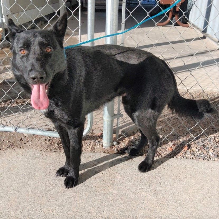 Dog for adoption Jahseh / 51936100, a German Shepherd Dog Mix in Elko
