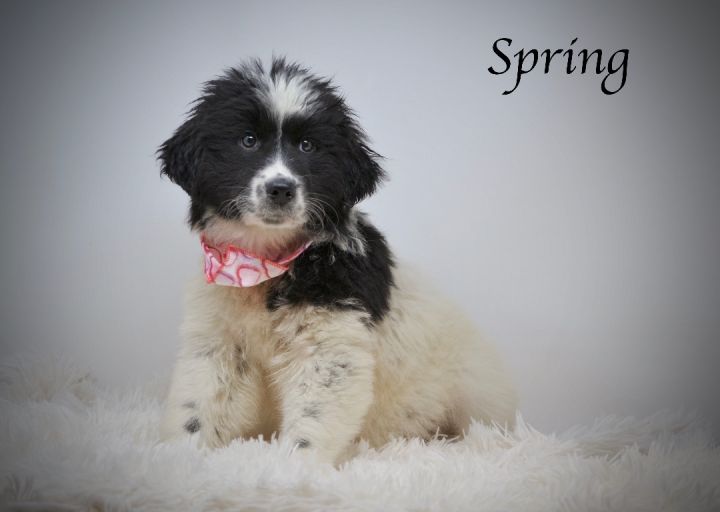 Spring , an adopted Great Pyrenees in Sevierville, TN_image-1