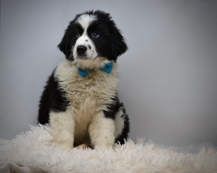 Punxsutawney Phil, an adopted Great Pyrenees & Newfoundland Dog Mix in Sevierville, TN_image-2