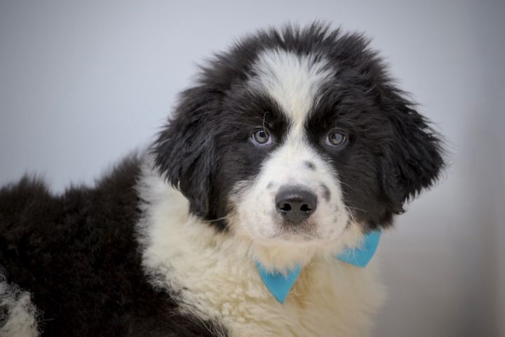 Punxsutawney Phil, an adopted Great Pyrenees & Newfoundland Dog Mix in Sevierville, TN_image-1