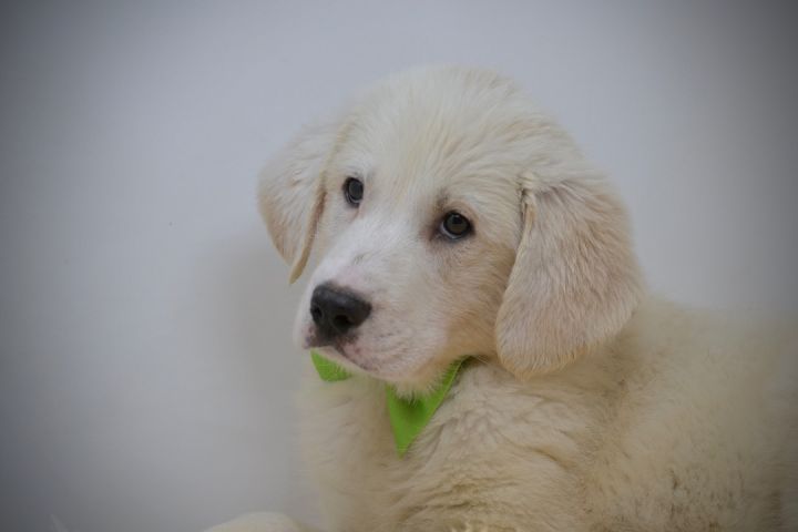 Shadow, an adopted Great Pyrenees & Newfoundland Dog Mix in Sevierville, TN_image-2