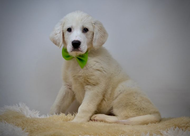 Shadow, an adopted Great Pyrenees & Newfoundland Dog Mix in Sevierville, TN_image-3