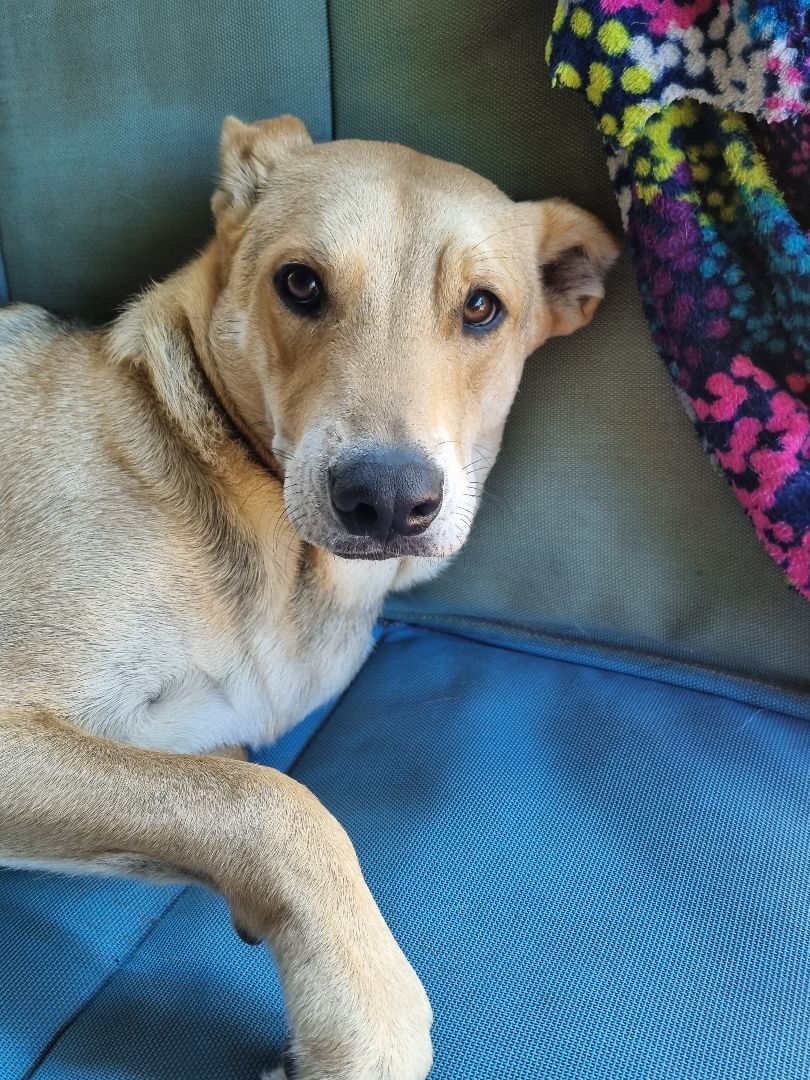 dog-for-adoption-morli-a-great-pyrenees-german-shepherd-dog-mix-in