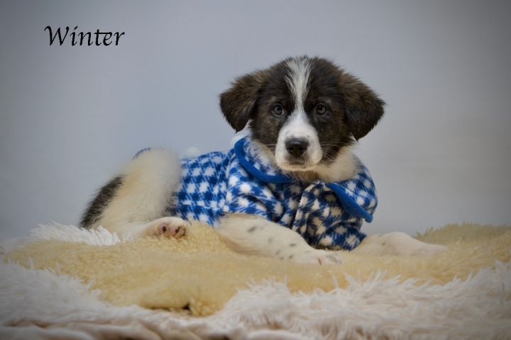 Winter, an adopted Great Pyrenees Mix in Sevierville, TN_image-2