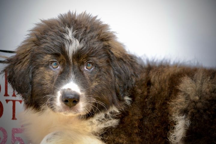 Woodchuck , an adopted Great Pyrenees & Newfoundland Dog Mix in Sevierville, TN_image-1