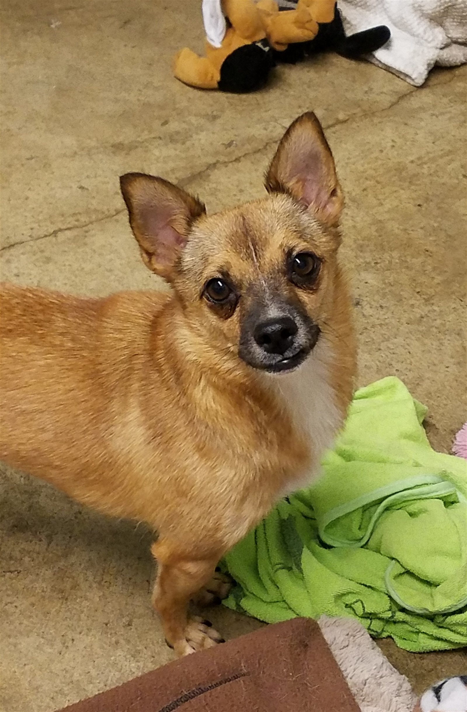 Dog for adoption - NA HUI, a Terrier & Chihuahua Mix in Agoura Hills, CA |  Petfinder