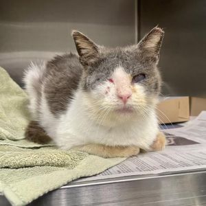 SAM, Adult Male Domestic Short Hair
