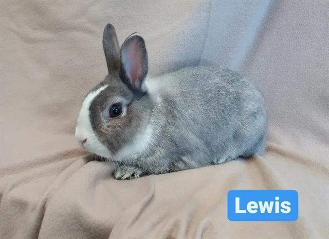 LEWIS, an adoptable Bunny Rabbit in Los Angeles, CA_image-1