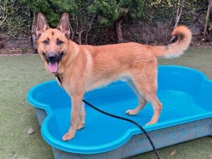 CANELO German Shepherd Dog Dog