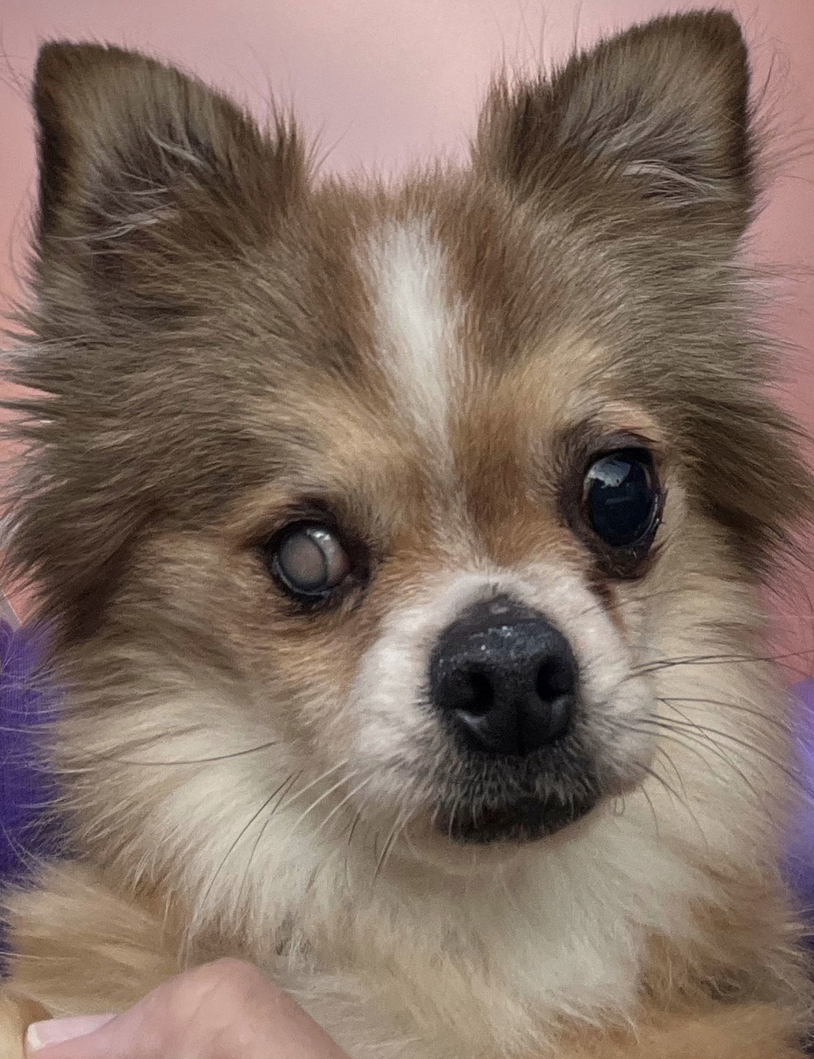 Pomeranian 2024 half chihuahua