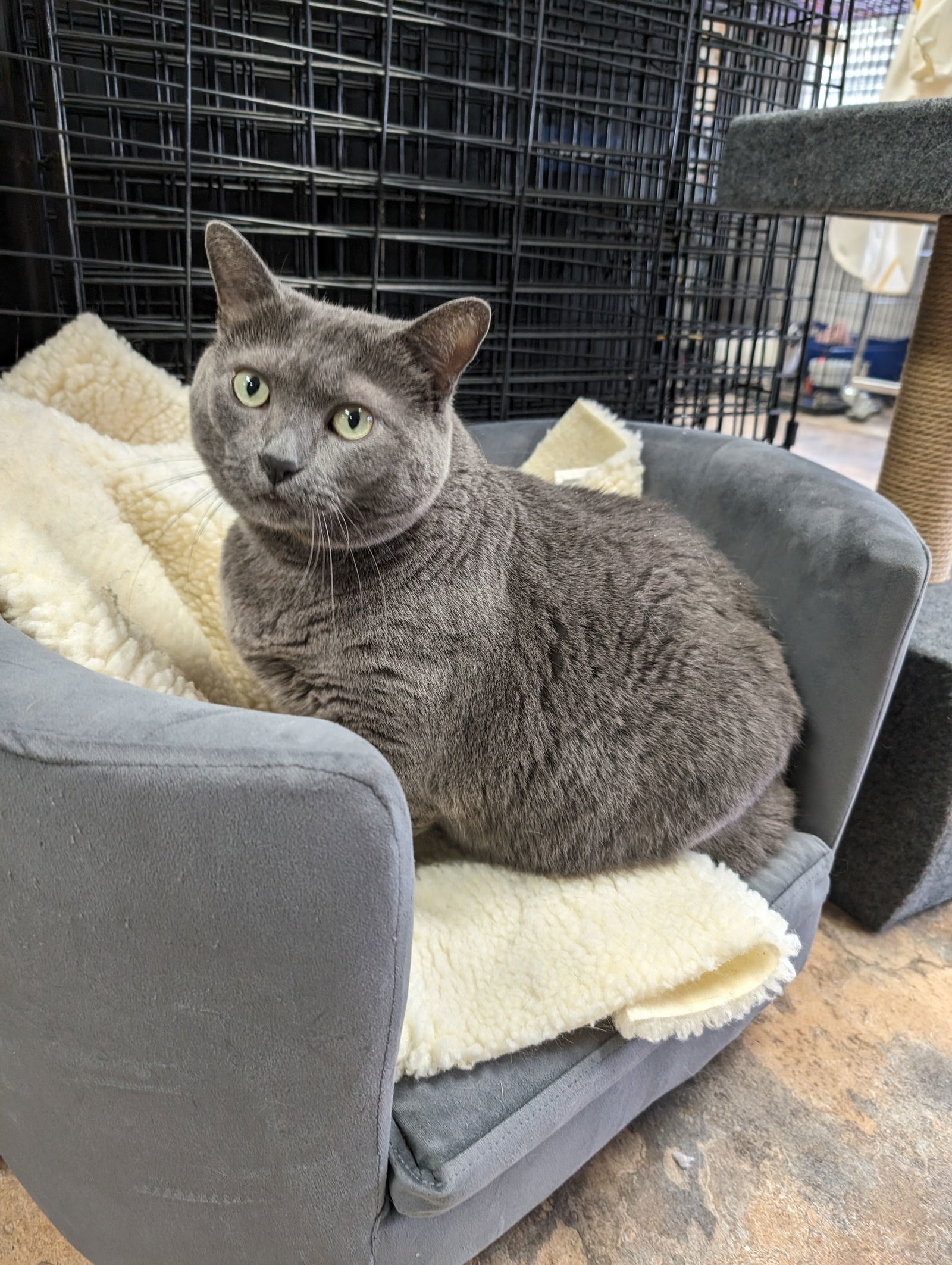 Davina, an adoptable American Bobtail in St. Ann, MO, 63074 | Photo Image 1
