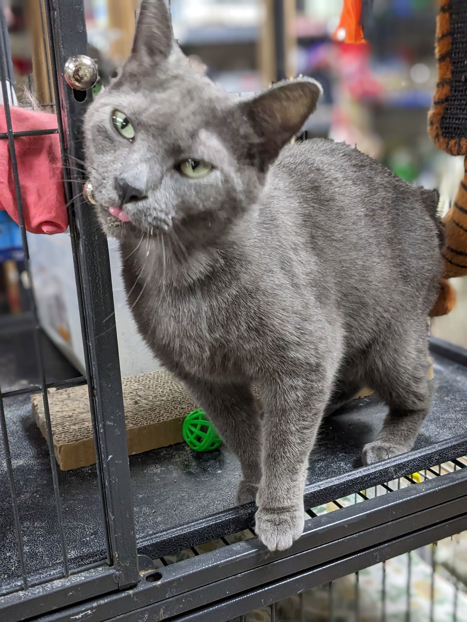Davina, an adoptable American Bobtail in St. Ann, MO, 63074 | Photo Image 2