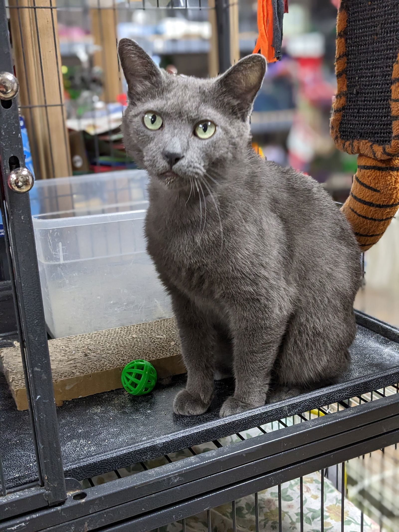 Davina, an adoptable American Bobtail in St. Ann, MO, 63074 | Photo Image 3