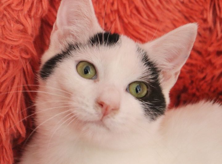 Noodle, an adopted Turkish Van & Domestic Short Hair Mix in Saint Augustine, FL_image-2