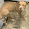 Toast - Has a foster home...looking for a "forever" home