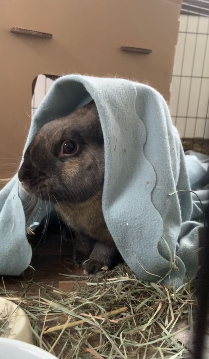 Cadbury 2