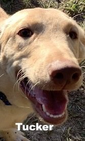 Tucker, an adopted Yellow Labrador Retriever & Golden Retriever Mix in Williston, FL_image-2