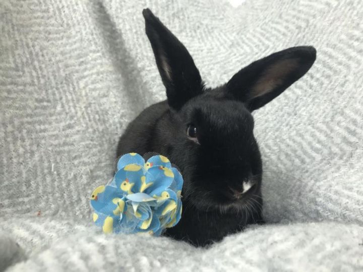 RAVEN, an adoptable Bunny Rabbit in Los Angeles, CA_image-1