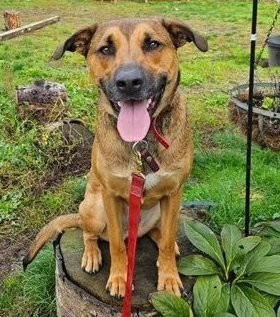 Buttercup, an adoptable Belgian Shepherd / Malinois, Labrador Retriever in Seattle, WA, 98165 | Photo Image 1