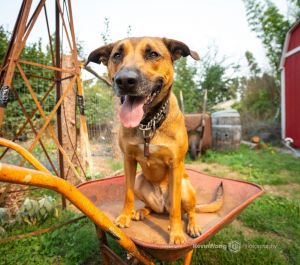 Buttercup Belgian Shepherd / Malinois Dog