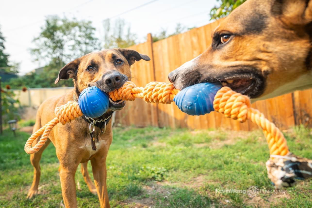 Buttercup, an adoptable Belgian Shepherd / Malinois, Labrador Retriever in Seattle, WA, 98165 | Photo Image 2