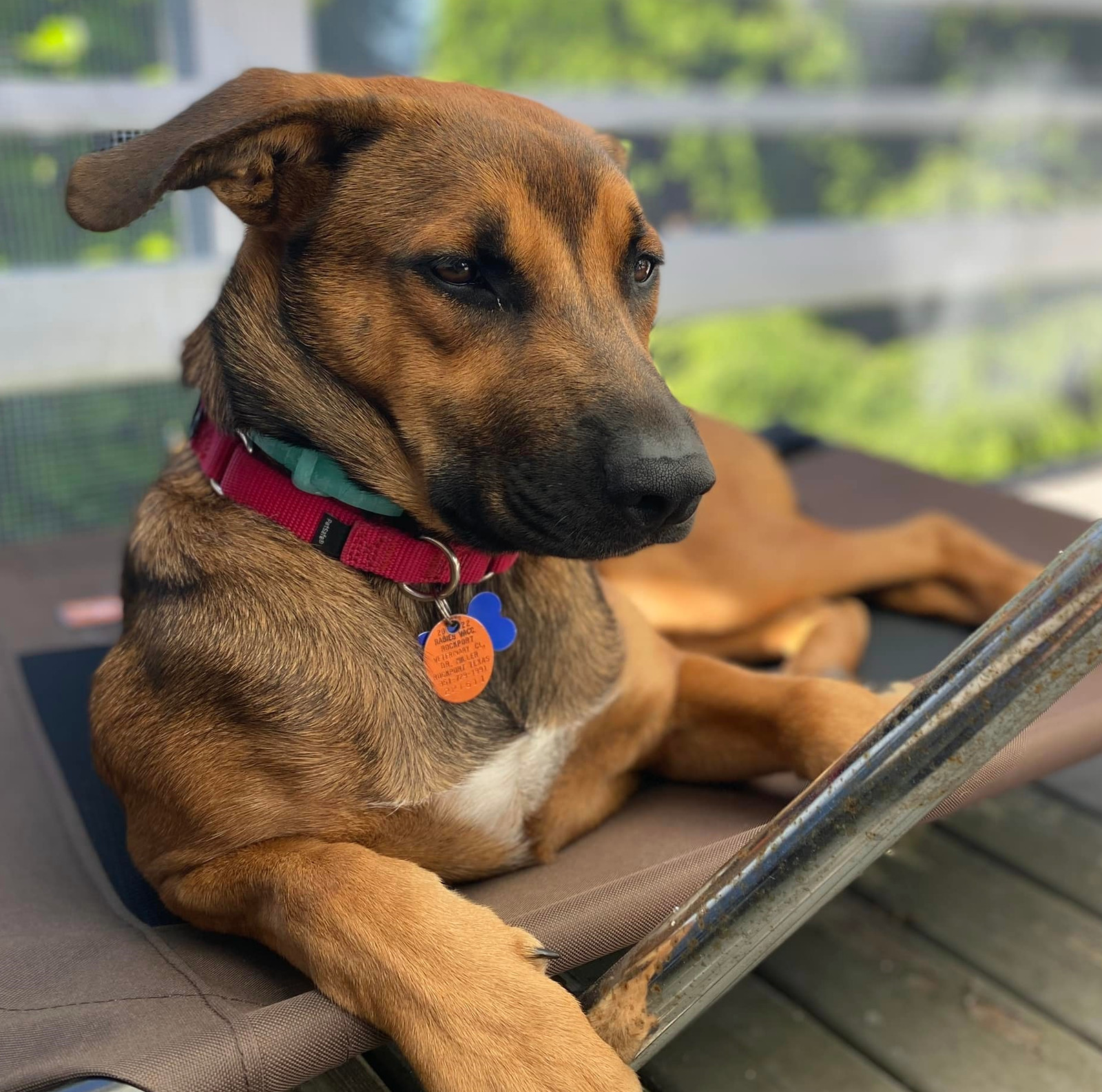 Buttercup, an adoptable Belgian Shepherd / Malinois, Labrador Retriever in Seattle, WA, 98165 | Photo Image 3