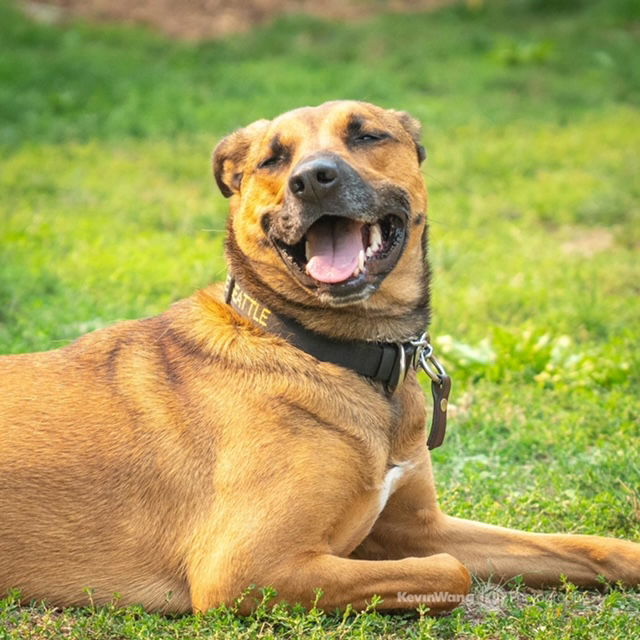 Buttercup, an adoptable Belgian Shepherd / Malinois, Labrador Retriever in Seattle, WA, 98165 | Photo Image 3