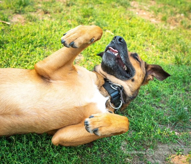 Buttercup, an adoptable Belgian Shepherd / Malinois, Labrador Retriever in Seattle, WA, 98165 | Photo Image 3