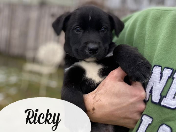 Ricky-"I Love Lucy Litter", an adoptable Mixed Breed in Columbus, OH_image-1