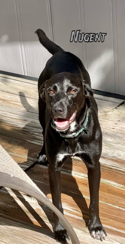 Nugent, an adoptable Labrador Retriever in St. Augustine, FL, 32084 | Photo Image 1