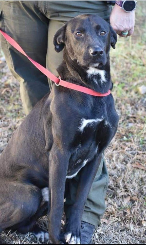 Nugent, an adoptable Labrador Retriever in St. Augustine, FL, 32084 | Photo Image 2