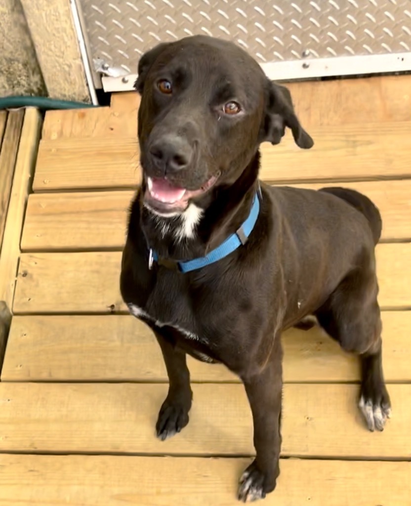 Nugent, an adoptable Labrador Retriever in St. Augustine, FL, 32084 | Photo Image 3